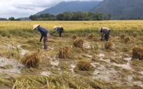 Mưa trái mùa "làm khó" người dân ĐBSCL