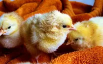Nhật Bản lai tạo thành công gà đẻ trứng chữa bệnh