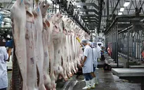 Đồng Nai đề xuất TP.HCM tiêu thụ 10.000 con heo/ngày