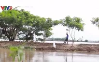 Đồng Tháp: Nông dân cày xới mặt đê bao tiền tỷ để canh tác