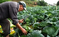 Rau Đà Lạt rớt giá thảm hại, nông dân lỗ nặng