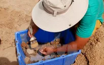 Tìm thấy 30.000 di vật tại di chỉ gò Cây Me, Bình Định