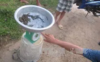 Nghệ An: Bất thường thương lái thu mua đỉa giá cao