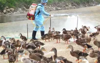 Các tỉnh biên giới phía Bắc tăng cường kiểm soát cúm gia cầm