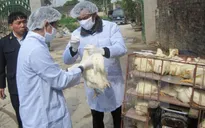 Xuất hiện ổ dịch cúm gia cầm H5N1 mới tại tỉnh Quảng Ninh