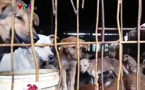 Thâm nhập điểm tập kết trung chuyển chó lớn nhất cả nước