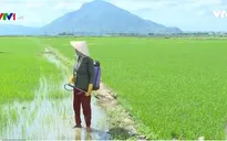 Nhiều mối nguy hại từ tình trạng lạm dụng thuốc diệt cỏ