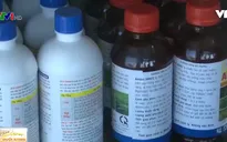 Nguy cơ lạm dụng thuốc diệt cỏ Paraquat