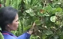 Đăk Nông mất trắng mùa điều