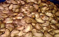 Tây Nguyên mất mùa điều, nông dân chuyển sang trồng cây khác