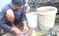 Trải nghiệm câu bóng mực tại làng nghề Bình Tiên, Ninh Thuận