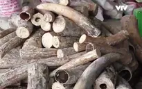 "Việt Nam rất nỗ lực phòng chống tội phạm buôn bán động vật hoang dã"