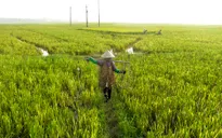 Khó mở rộng diện tích sản xuất hữu cơ