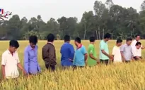 Nông dân ĐBSCL ra đồng đầu năm mới