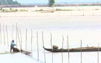 Người dân Đồng Tháp tận thu cá linh non