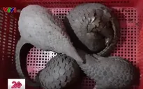 Bắt quả tang tàng trữ nhiều loài động vật quý hiếm