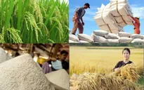 Nghị quyết của Chính phủ về phát triển bền vững Đồng bằng sông Cửu Long