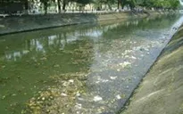 Ô nhiễm nguồn nước từ các trại lợn ở Đồng Nai
