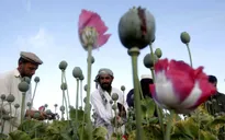 Sản lượng thuốc phiện ở Afghanistan tăng kỷ lục