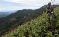 Mexico phát hiện cánh đồng thuốc phiện rộng 15 ha