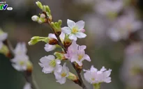 Hàng trăm cây hoa anh đào đã sẵn sàng khoe sắc tại vườn hoa Lý Thái Tổ