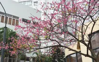 Những điểm mới tại Lễ hội Hoa anh đào Nhật Bản - Hà Nội 2019