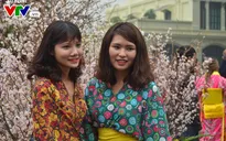 Hàng trăm người dân đội mưa ngắm hoa anh đào tại Hà Nội