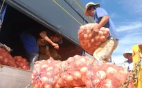 Lâm Đồng mất mùa hành tây