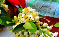 Hương hoa bưởi nồng nàn khắp phố phường Hà Nội