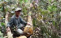 PTTg yêu cầu Phú Yên báo cáo việc phá rừng để nuôi bò trước ngày 20/4