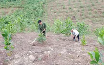Gia Lai kiên quyết thu hồi 7.000ha đất rừng bị lấn chiếm