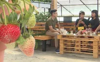 Cà phê giữa vườn rau - Sức hút du lịch nhà vườn Đà Lạt