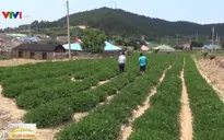Trải nghiệm du lịch trang trại ở Hàn Quốc