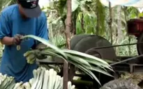 Xu hướng thời trang từ… lá dứa