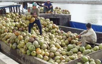 Thủ phủ dừa Bến Tre phải nhập khẩu dừa để chế biến