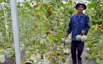 Quảng Ngãi được mùa dưa lưới đầu tiên