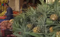 Dự án trồng dứa giúp tăng thu nhập cho nông dân Dải Gaza