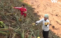 Dứa chết, Lào Cai yêu cầu Công ty Tứ Đỉnh bồi thường thiệt hại cho người dân