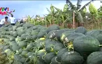 Nông dân Bình Thuận được mùa dưa Tết