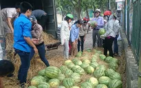 Làm gì để không còn phải "giải cứu nông sản"?