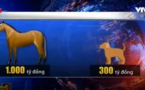 Doanh nghiệp kinh doanh đua ngựa phải có vốn tối thiểu 1.000 tỷ đồng
