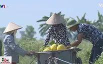 Nông dân "lên đời" nhờ dưa vàng Kim hoàng hậu