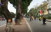 Hàng loạt cây xà cừ ở Hà Nội bị đục khoét