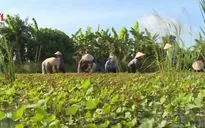 Quy hoạch 8 vùng dược liệu trọng điểm