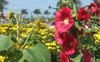 Phú Yên khai mạc đường hoa Xuân Đinh Dậu 2017