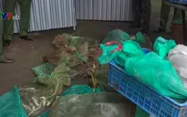 Bình Phước: Phát hiện điểm chứa động vật cực hiếm với số lượng lớn