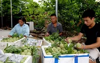 Hướng dẫn xây dựng Chương trình quốc gia "Mỗi xã một sản phẩm"