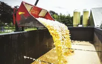 Ngừng bán trứng nhiễm hóa chất tại Hong Kong (Trung Quốc)