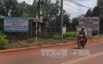 Đắk Lắk: Kiến nghị xử lý việc mạo danh tên gọi "Ea Kmát" trong kinh doanh giống cây trồng
