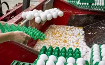 Hà Lan điêu đứng vì bê bối trứng "bẩn"